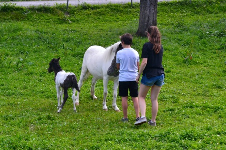 Ponys auf der Weide