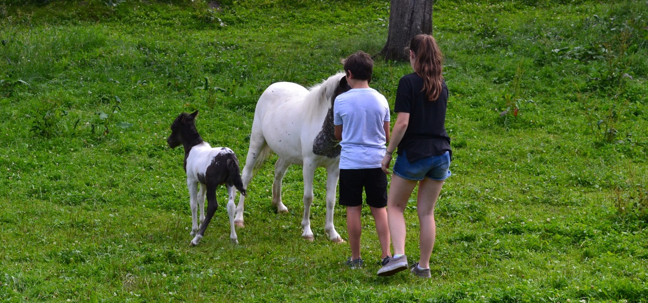 Ponys zum Streicheln